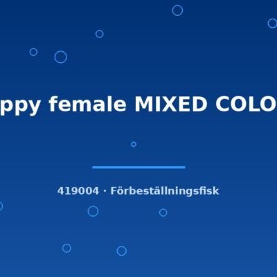 Guppy female MIXED COLOUR xlg