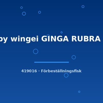 Guppy wingei GINGA RUBRA g.br. lg-xlg