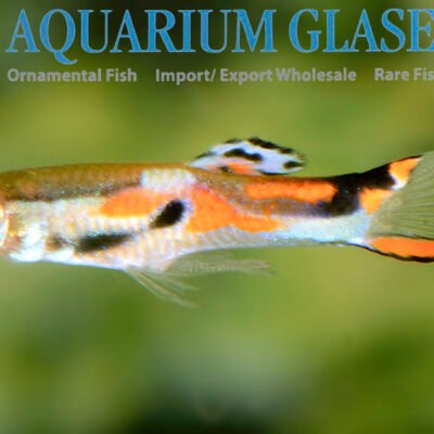 Guppy ENDLER bred md