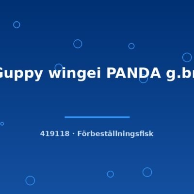 Guppy wingei PANDA g.br. md