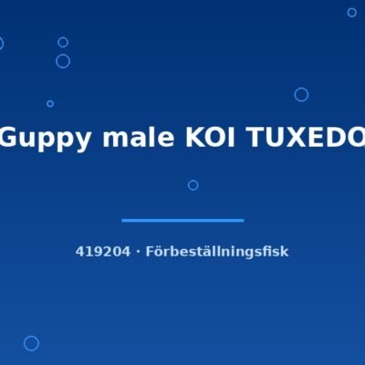 Guppy male KOI TUXEDO md