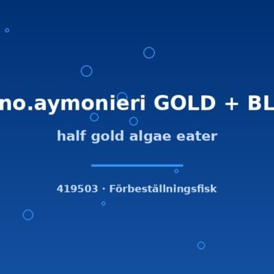 half gold algae eater 4-6cm