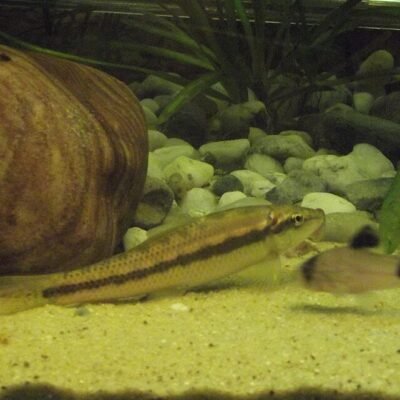 Algae eater (Gyrinocheilus aymonieri) 4–6cm