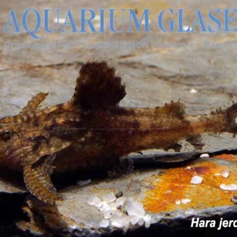 glaser-419712