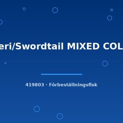 Helleri/Swordtail MIXED COLOUR lg