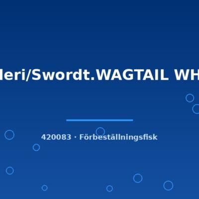 Helleri/Swordt.WAGTAIL WHITE lg
