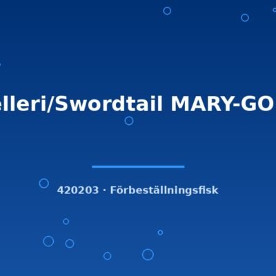 Helleri/Swordtail MARY-GOLD lg