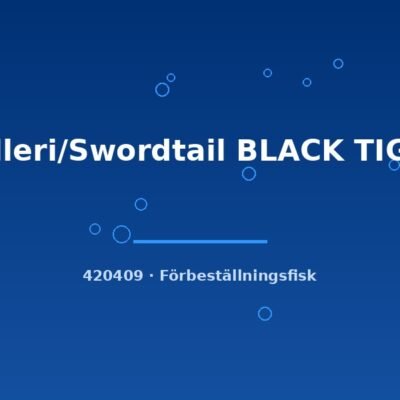 Helleri/Swordtail BLACK TIGER lg