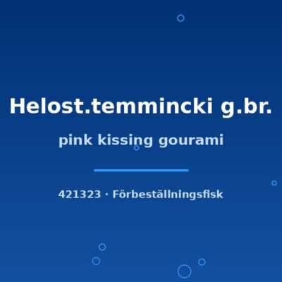 pink kissing gourami 3-4cm