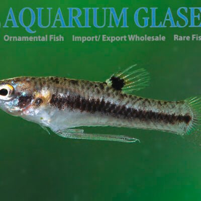Heterandria formosa g.br. md