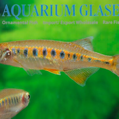 Inlecypris auropurpureus 4-6cm