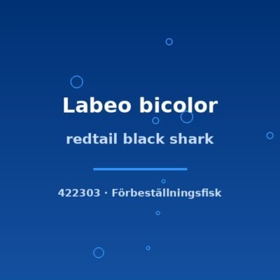 Redtail black shark (Labeo bicolor) 4–5cm
