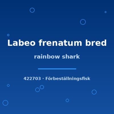 rainbow shark 5-6cm