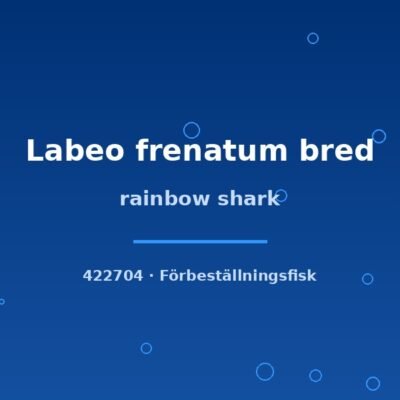 rainbow shark 6-8cm