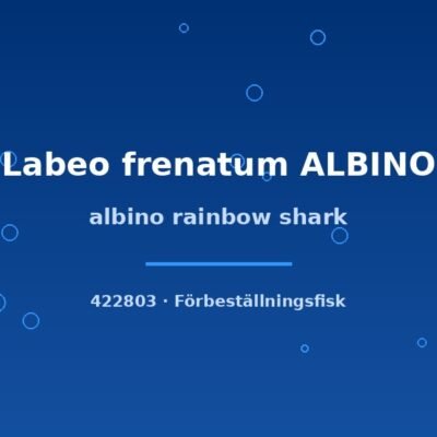 Albino rainbow shark (Labeo frenatum ALBINO) 5–6cm