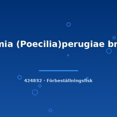 Limia (Poecilia)perugiae bred md