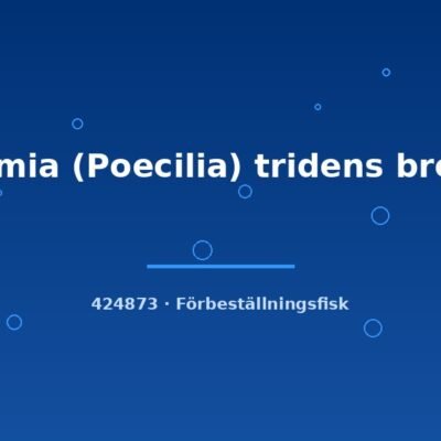Limia (Poecilia) tridens bred md