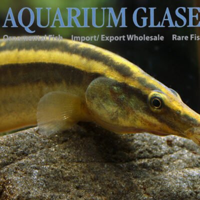 Macrognathus aculeatus g.br. 15-20cm