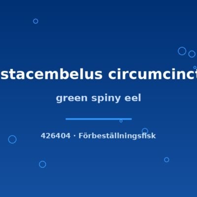 green spiny eel 10-12cm