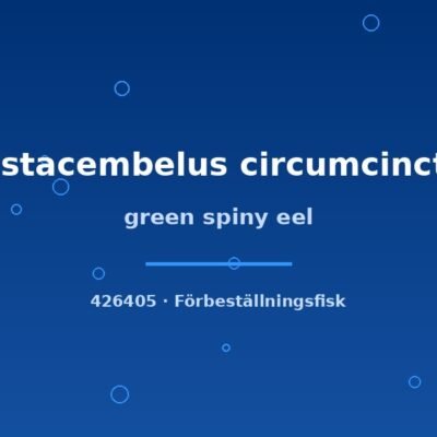 green spiny eel 12-15cm