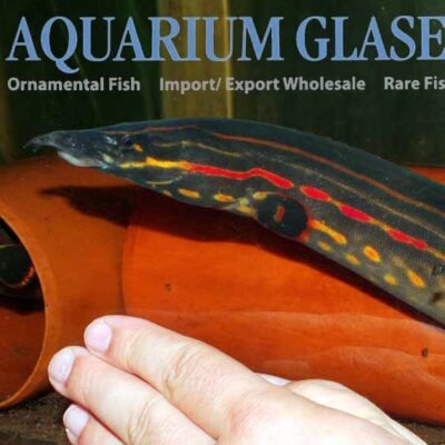 Fire spiny eel (Mastacembelus erythrotaenia) 10–12cm