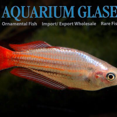Melanotaenia australis lg