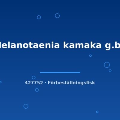 Melanotaenia kamaka g.br. 3-4cm