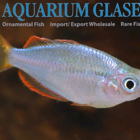 glaser-428602