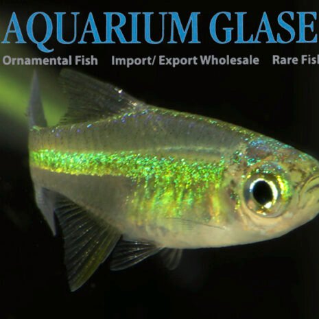 glaser-430893