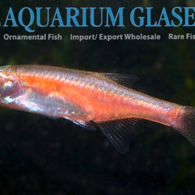 Microrasbora rubescens wild lg