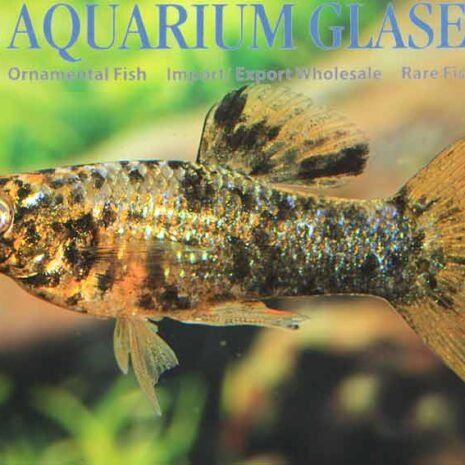 glaser-432132