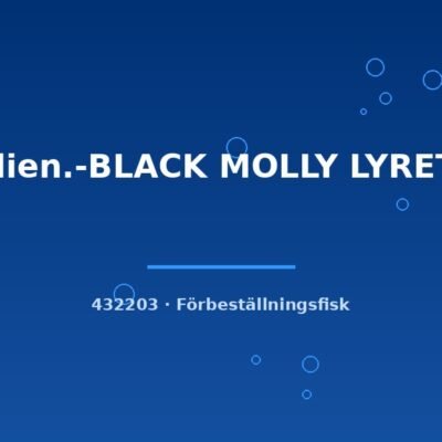 Mollien.-BLACK MOLLY LYRETAIL lg