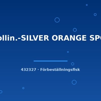 Mollin.-SILVER ORANGE SPOT lg