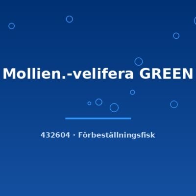 Mollien.-velifera GREEN lg-xlg