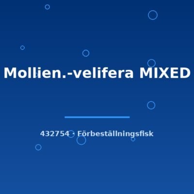 Mollien.-velifera MIXED 6-8cm