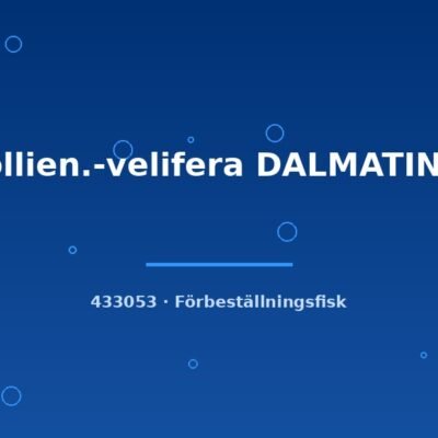 Mollien.-velifera DALMATINER lg
