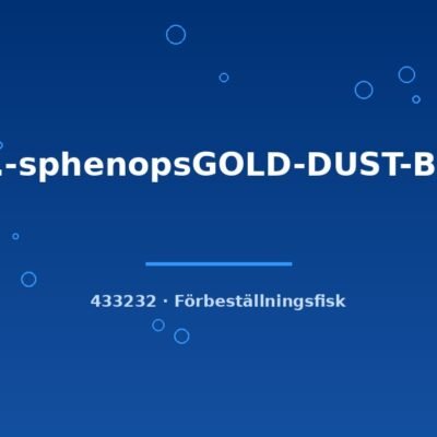 Molli.-sphenopsGOLD-DUST-BLACK md