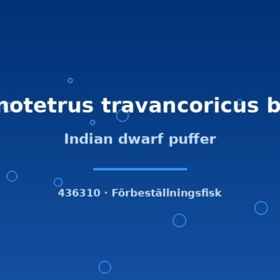 Indian dwarf puffer (Monotetrus travancoricus bred) sm