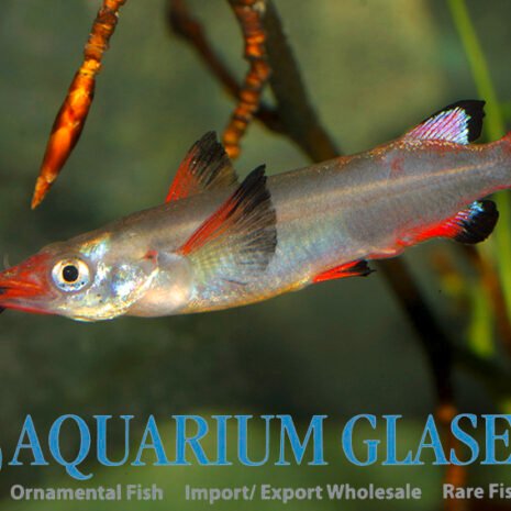 glaser-438832