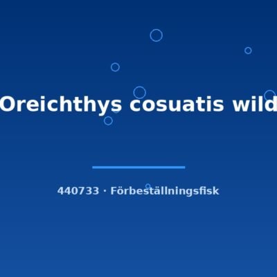 Oreichthys cosuatis wild lg