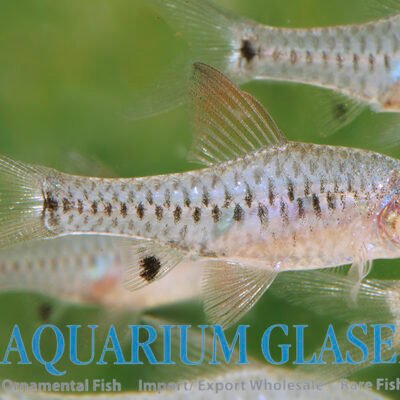 Red highfin checkered barb md