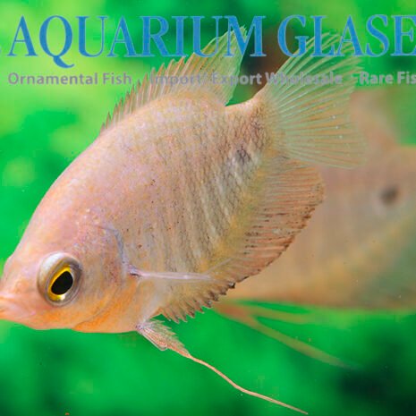 glaser-440913 glaser-440913