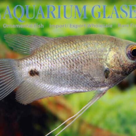 glaser-440923