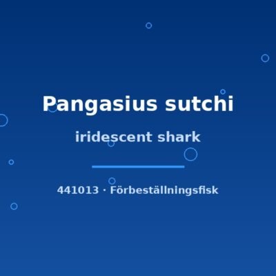 iridescent shark 5-7cm