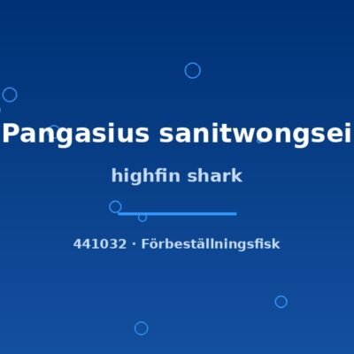 highfin shark 5-7cm