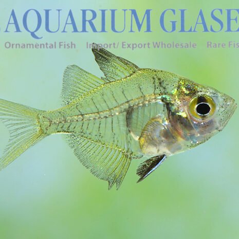 glaser-441283