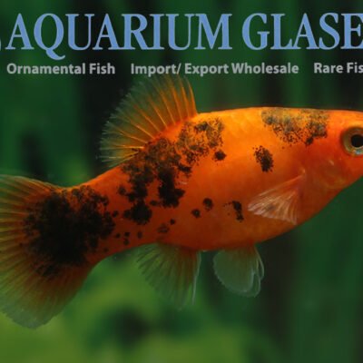 Platy RED WHITE PEPPER & SALT lg