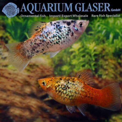 glaser-441903