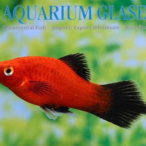 glaser-442003 glaser-442003