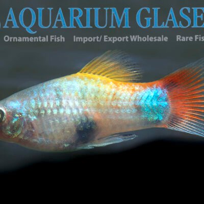 Platy BLUE BUTTERFLY MOON ml